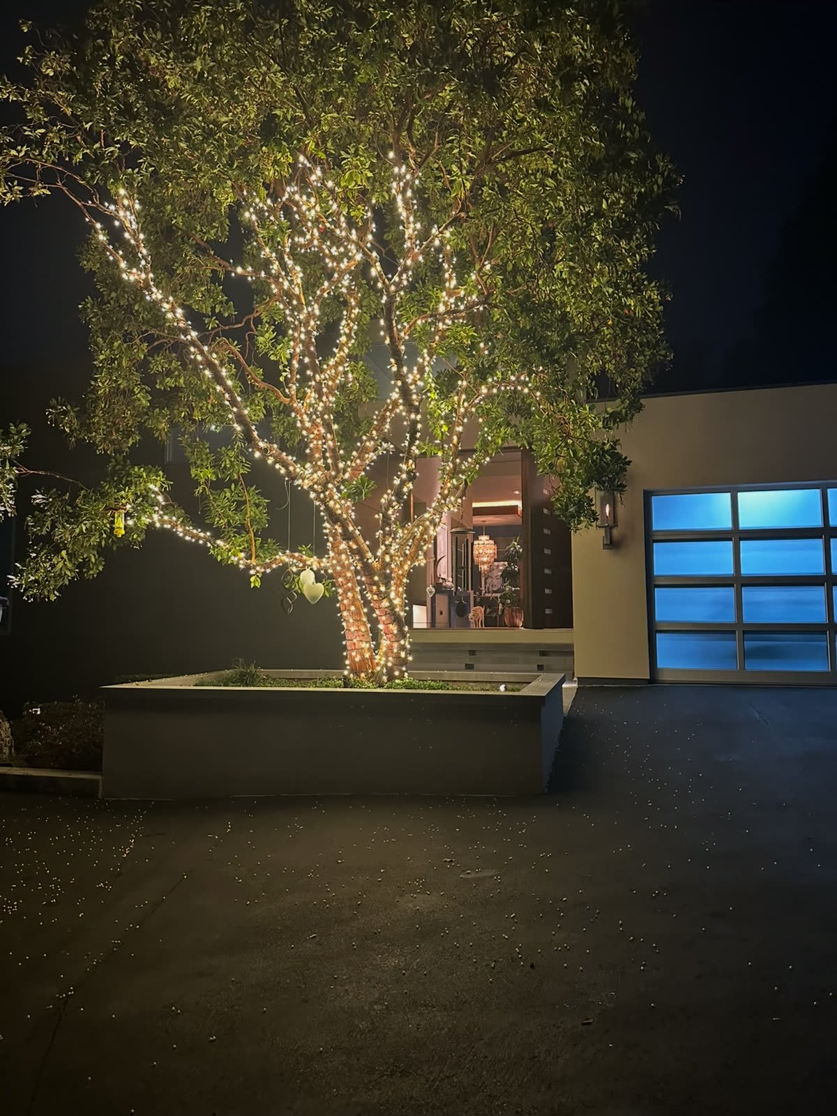 A front-yard tree wrapped in warm lights, top to trunk
